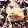 Profilbild von Dex The Bearded Dragon 🦎