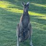 Aus Patriot 🇦🇺 的头像