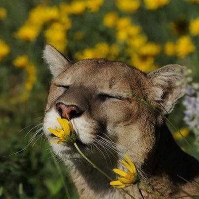 goldie's profile picture