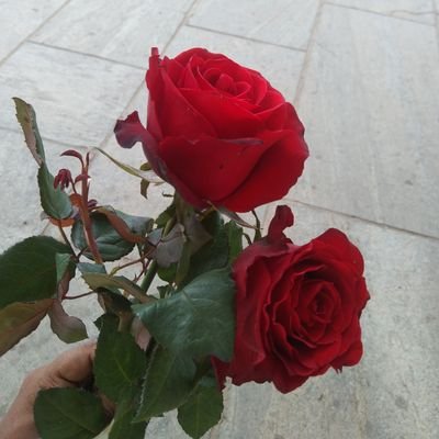 SithijaAkash00's profile picture