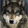 Lycanthrokeith 的头像