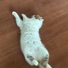 ささじ〜 的头像