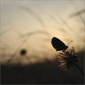 Фото профиля shafi_th