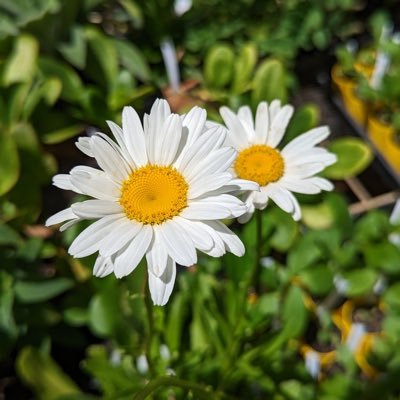 DaisyIsStarDust's profile picture