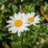Daisy. 🕊️🍀🕊️ profil fotoğrafı