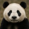 Profilbild von pandaman