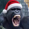 Gorila de natal 的头像