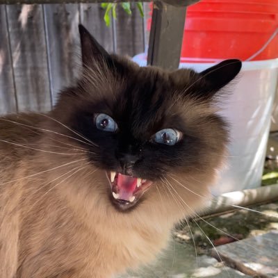 NbkGuapo's profile picture