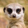 GJJH Meerkat's profile picture