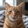 meowpeak 的头像