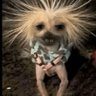 Hiiiii profil fotoğrafı