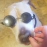 Yujiro Dogma profil fotoğrafı
