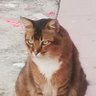 Desmond's profile picture