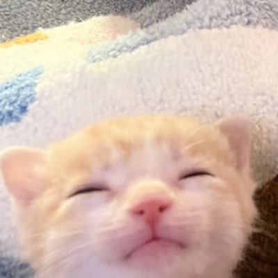 - เรนนี่เองจ้า˙Ꙫ˙'s profile picture