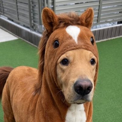 มัมหมีแซนา 새나's profile picture