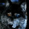 Pkolom's profile picture