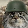 Манул profil fotoğrafı