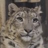 Profilbild von Voltolly