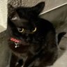 Profilbild von さふぁいあ （世界中の猫が幸せになればいいのに！）