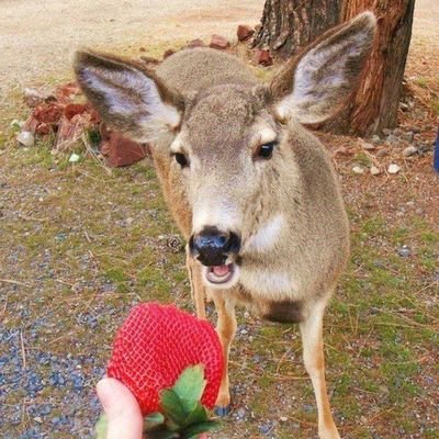 Deerposts's profile picture