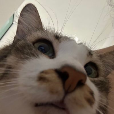 泡芙☁️'s profile picture