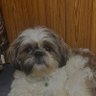 Whiskey Sour's profile picture