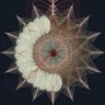 Zenbi⭕️gram's profile picture