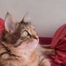 همرزم شرودینگر profil fotoğrafı