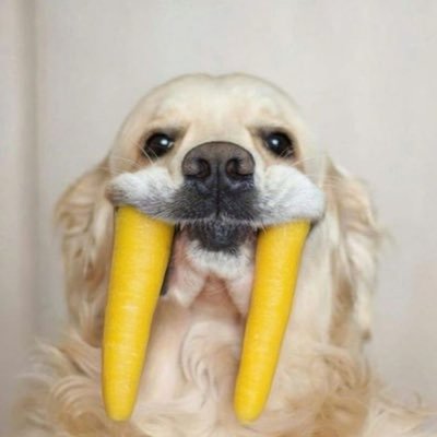 당근이's profile picture