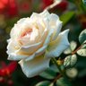 Фото профиля Youngone