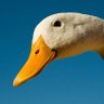 Duck Smasher's profile picture