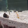 Animal（はしけの仕事は素晴らしい） profil fotoğrafı