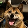 柴女子さくらとKONO's profile picture