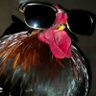 The cock profil fotoğrafı