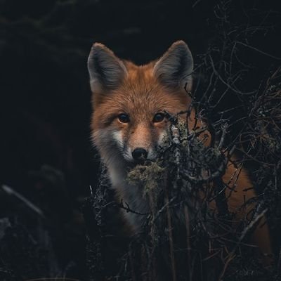 Føxxø's profile picture