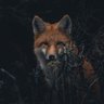 Føxxø 的头像