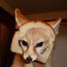 Profilbild von 𝑡𝑜𝑘𝑘𝑖𝑠𝑎𝑛ท์ ฤาชากุล 🦊🧡