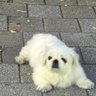 민밍 profil fotoğrafı