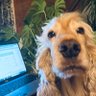 Tomi profil fotoğrafı