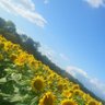 花鏡 profil fotoğrafı