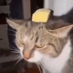 avgreplyguy's profile picture