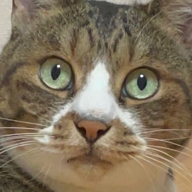 Neko_NekoCre's profile picture