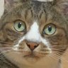 Фото профиля ネコさん 株式会社Neko Create取締役
