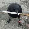 Profilbild von crow with knife