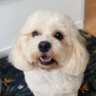 Dog Grooming Studio 的头像