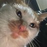 Gratian's profile picture