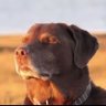 protagonista profil fotoğrafı