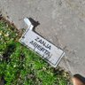 Una petisa común profil fotoğrafı