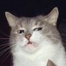 Ruth🐾Oyen (ルツ) 的头像