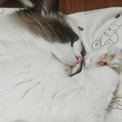 夜空Arozoy's profile picture